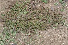 Euphorbia prostrata